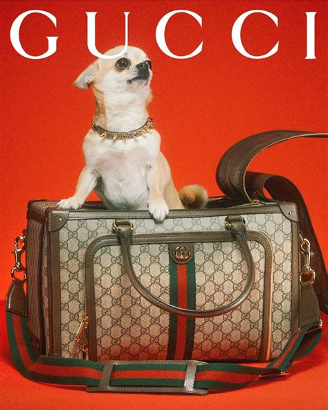 gucci bag with dog design|Gucci pet collection 2021.